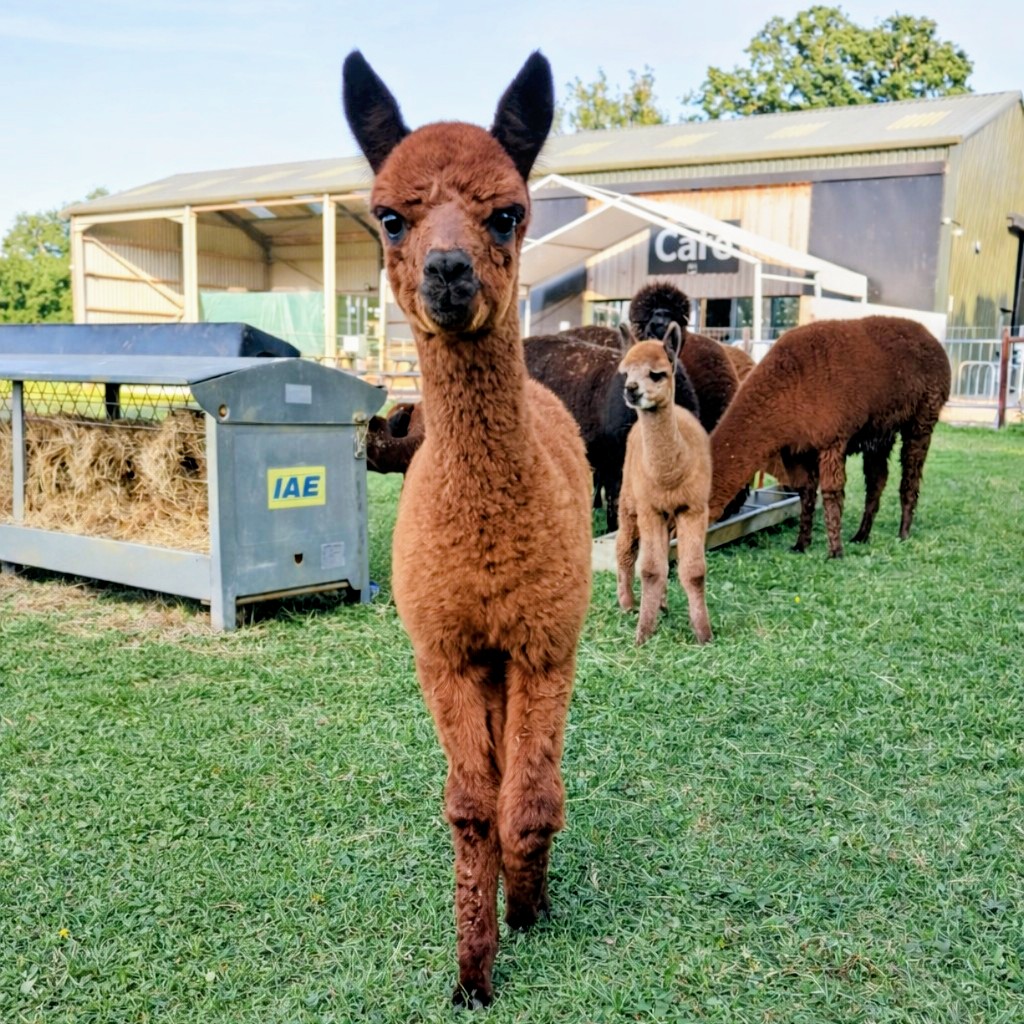 baby alpacas
